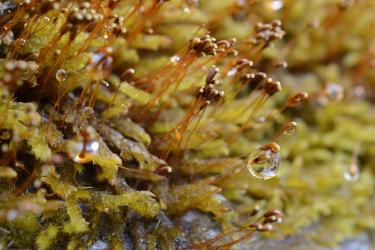 Sea Moss Supplements: The Ocean Superfood Gaining Popularity