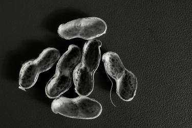 Mitochondrial Boosters: New Science Behind Cellular Calorie Burn