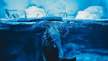 Cold Exposure Therapy: Ice Baths Beyond the Hype