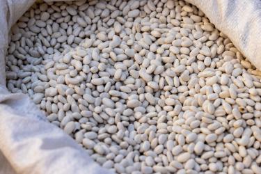 Pulse Power: Why Beans and Lentils Dominate 2026 Nutrition