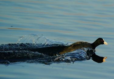 Animal Flow Mastery: Primal Movements for Joint Health and Mobility